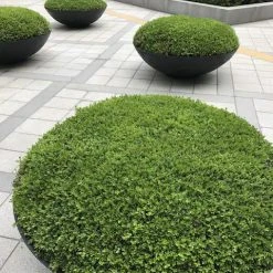 Hedge Buxus Microphylla Japonica Hedging Plants 10 Hedge Buxus Microphylla Japonica Hedging Plants