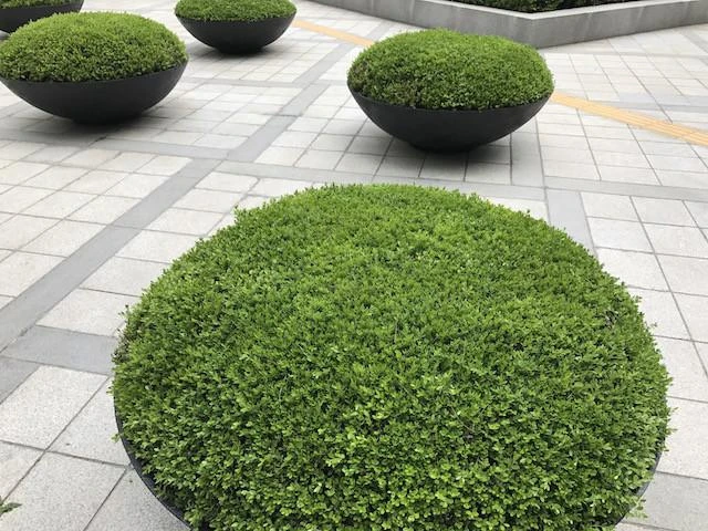 Hedge Buxus Microphylla Japonica Hedging Plants 6 Hedge Buxus Microphylla Japonica Hedging Plants