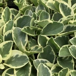 Indoor Garden Peperomia Obtusifolia Albo-marginata