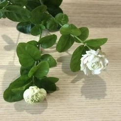 Shrubs Jasminum "Chinese Emperor"