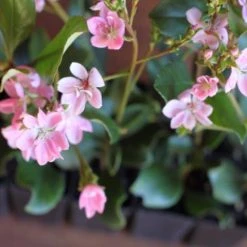 Hedge Rhaphiolepis Springtime Shrubs 11 Hedge Rhaphiolepis Springtime Shrubs