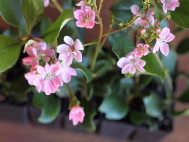 Hedge Rhaphiolepis Springtime Shrubs 6 Hedge Rhaphiolepis Springtime Shrubs