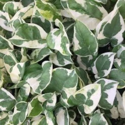 Indoor Garden Pothos 'Devils Ivy' Epipremnum Aureum Pothos Pearls And Jade 9 Indoor Garden Pothos 'Devils Ivy' Epipremnum Aureum Pothos Pearls And Jade