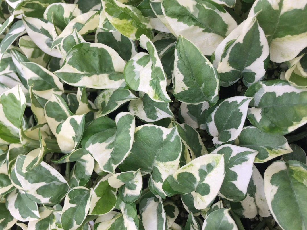 Indoor Garden Pothos 'Devils Ivy' Epipremnum Aureum Pothos Pearls And Jade 5 Indoor Garden Pothos 'Devils Ivy' Epipremnum Aureum Pothos Pearls And Jade