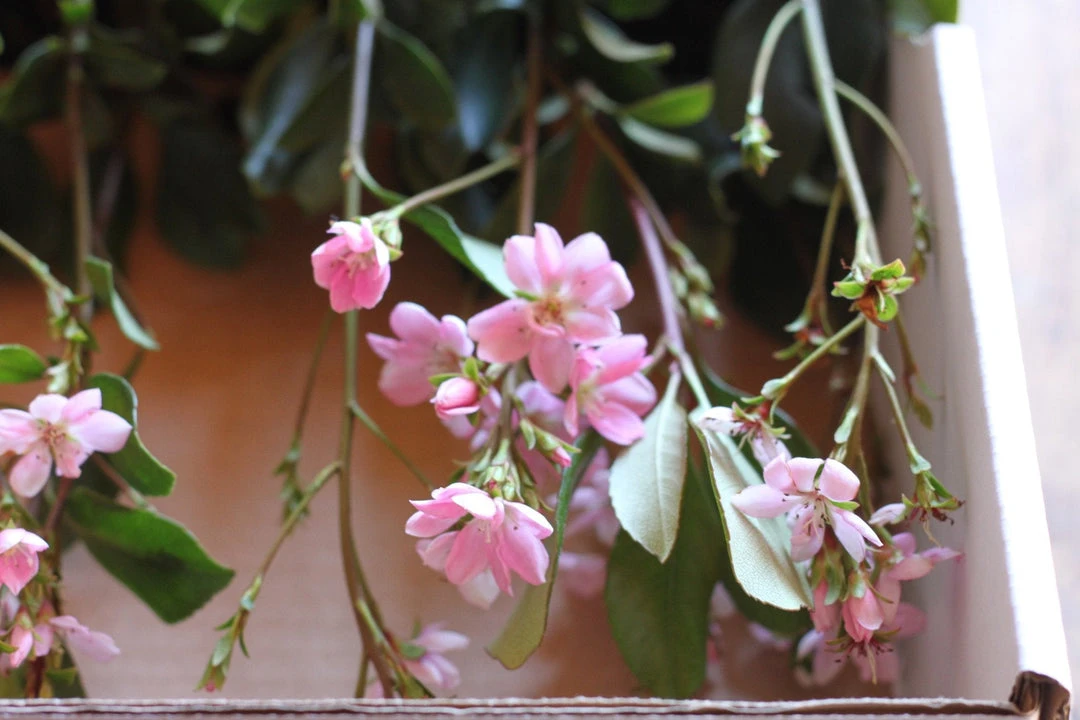 Hedge Rhaphiolepis Springtime Shrubs 4 Hedge Rhaphiolepis Springtime Shrubs