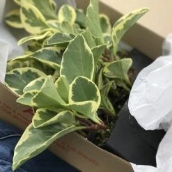 Indoor Garden Peperomia Obtusifolia Albo-marginata