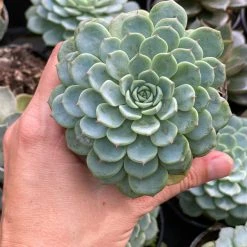 Succulents Echeveria White Minima Full Sun