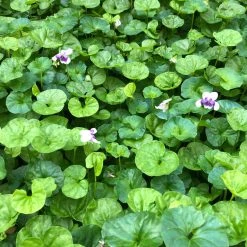Shrubs Viola Hederacea Native Violet