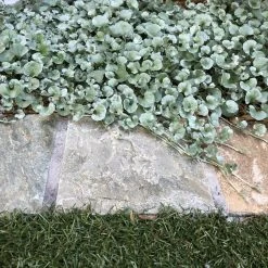 Shrubs Ground Covers Dichondra Silver Falls