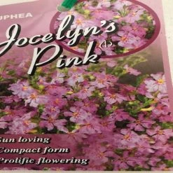 Hedge Cuphea Hyssopifolia Jocelyns Pink