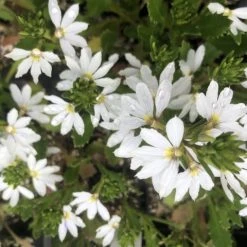Shrubs Border Plants Scaevola Aemula Bondi White
