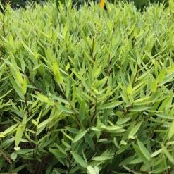 Hedge Shrubs Bambusa Pogonatherum Paniceum