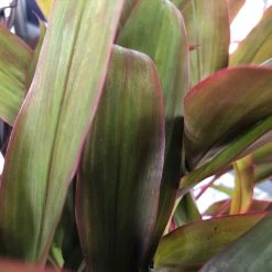 Shrubs Cordyline Mixed Pack 11 Shrubs Cordyline Mixed Pack