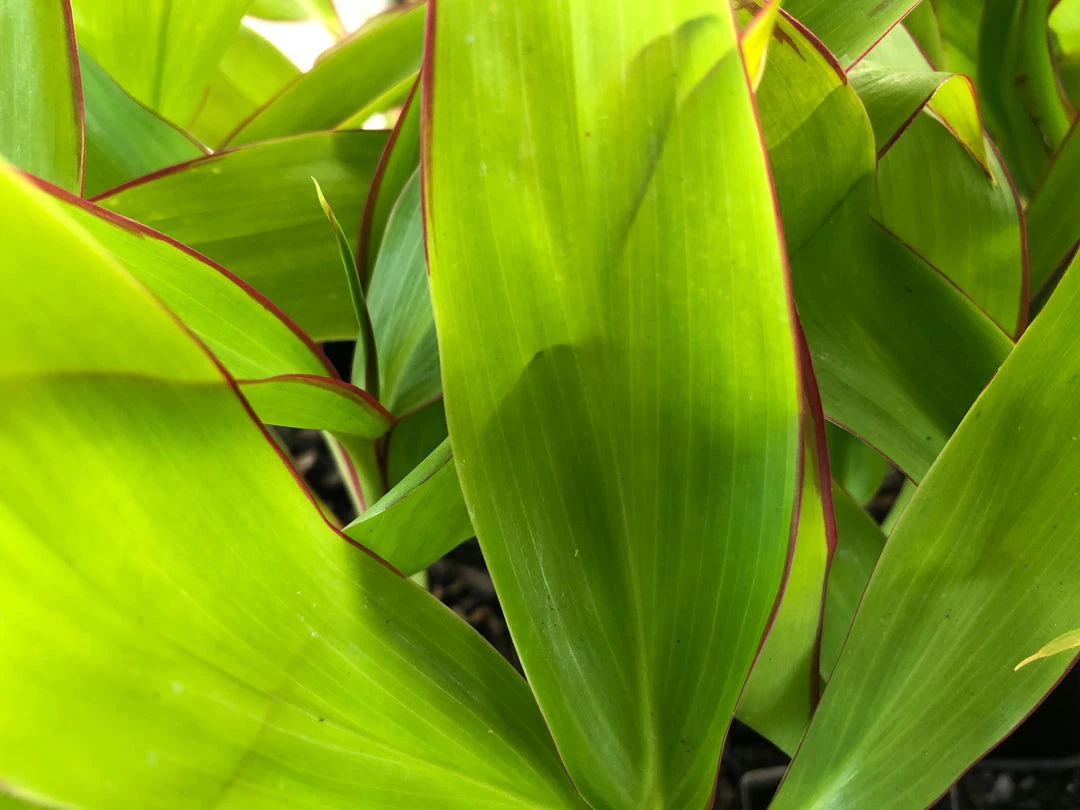 Shrubs Cordyline Mixed Pack 7 Shrubs Cordyline Mixed Pack