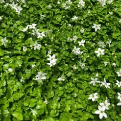 Shrubs Pratia Pedunculata 17 Shrubs Pratia Pedunculata