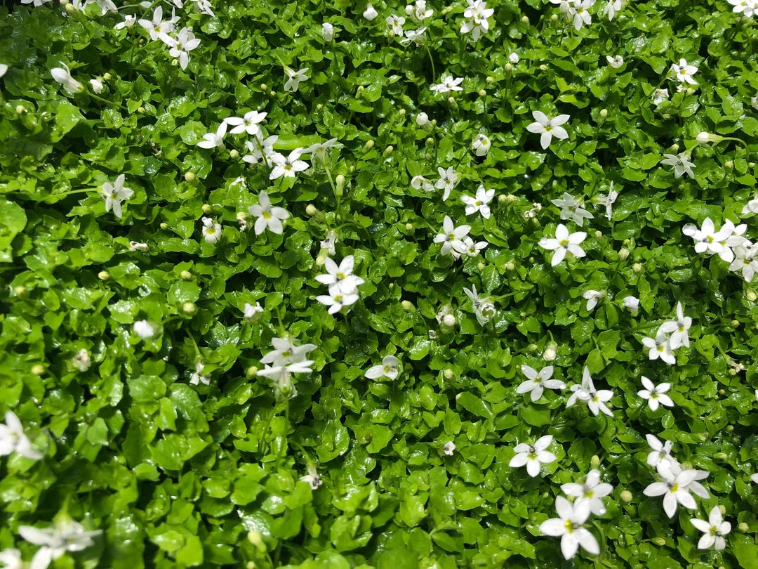 Shrubs Pratia Pedunculata 10 Shrubs Pratia Pedunculata