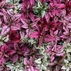 Indoor Garden Hypoestes Phyllostachya Splash Select Mix Shrubs 11 Indoor Garden Hypoestes Phyllostachya Splash Select Mix Shrubs