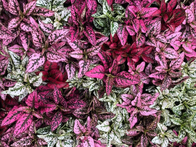 Indoor Garden Hypoestes Phyllostachya Splash Select Mix Shrubs 5 Indoor Garden Hypoestes Phyllostachya Splash Select Mix Shrubs