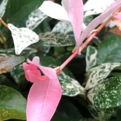 Shrubs Variegated Star Jasmine Full Sun