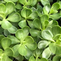 Succulents Full Sun Senecio Jacobsenii Weeping Jade Succulent Groundcover Pack