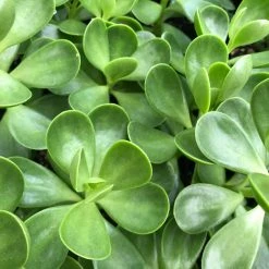 Succulents Full Sun Senecio Jacobsenii Weeping Jade Succulent Groundcover Pack