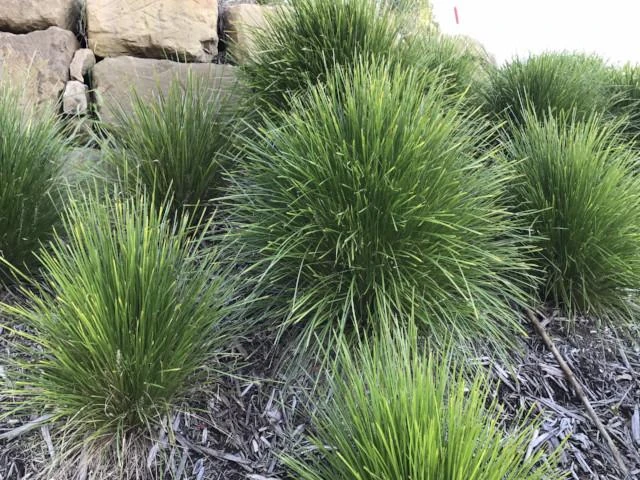 Shrubs Full Sun Lomandra Confertifolia "Little Con" 7 Shrubs Full Sun Lomandra Confertifolia "Little Con"