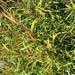 Shrubs Leptospermum Petersonii Lemon Hedge 10 Shrubs Leptospermum Petersonii Lemon Hedge