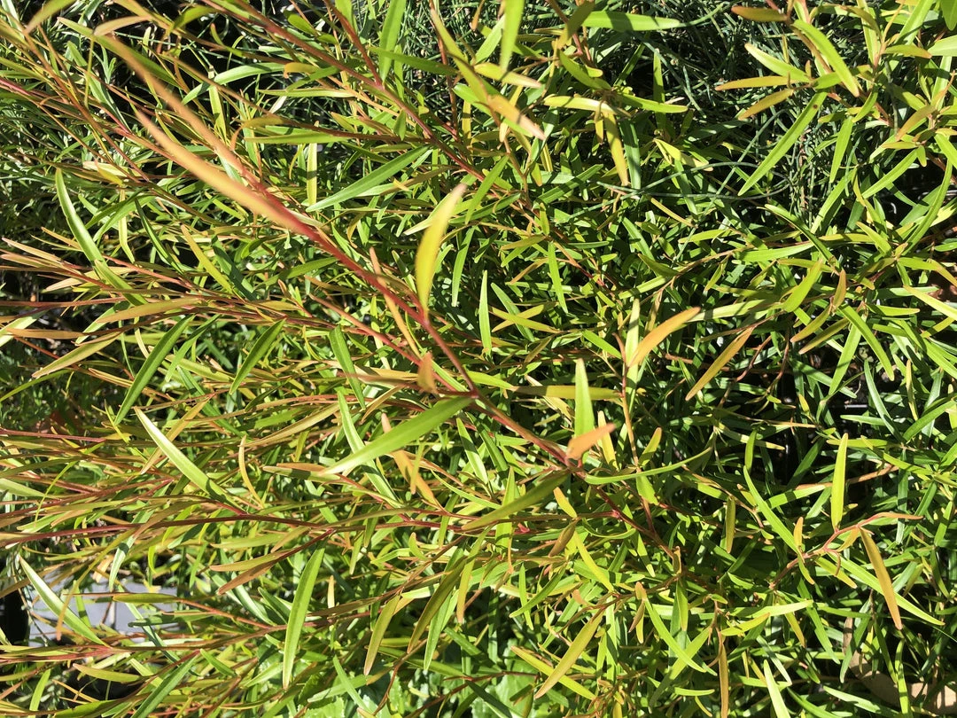 Shrubs Leptospermum Petersonii Lemon Hedge 6 Shrubs Leptospermum Petersonii Lemon Hedge