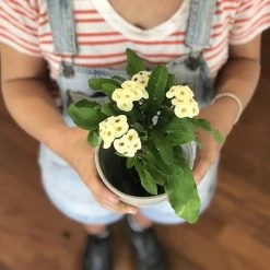 Succulents Euphorbia Milli Butter