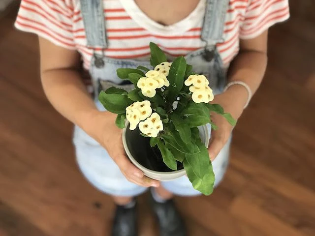 Succulents Euphorbia Milli Butter 4 Succulents Euphorbia Milli Butter