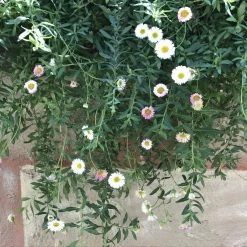 Shrubs Erigeron Karvinskianus Seaside Daisy Ground Covers