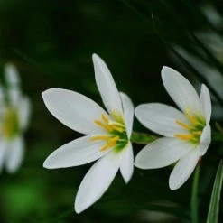 Shrubs Full Sun Zephyranthes Candida Rain Lily