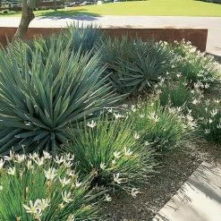Shrubs Full Sun Zephyranthes Candida Rain Lily