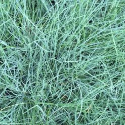 Shrubs Full Sun Festuca Glauca