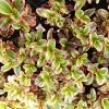 Shrubs Coprosma Repens Inferno PBR