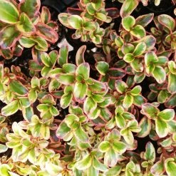 Shrubs Coprosma Repens Inferno PBR
