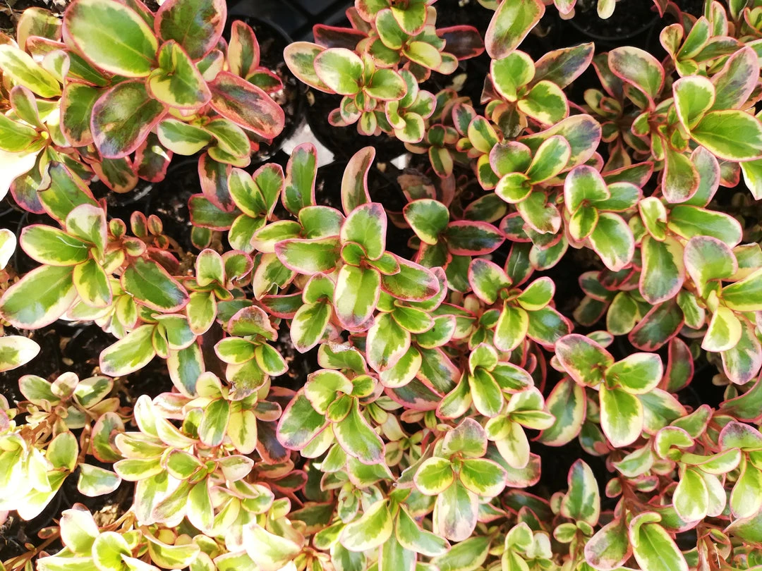 Shrubs Coprosma Repens Inferno PBR 3 Shrubs Coprosma Repens Inferno PBR
