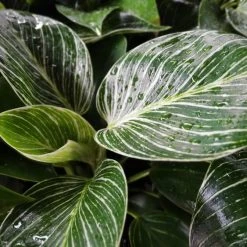 Indoor Garden Philodendron Birkin - 85mm Easy Care Plants