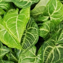 Indoor Garden Syngonium Podophyllum Noak
