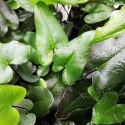 Pot + Plant Gift Box Heart Fern - Pot + Plant + Soil Air Purifying