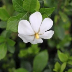 Hedge Gardenia Grandiflora Star