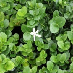 Hedge Carissa Grandiflora 'Desert Star'