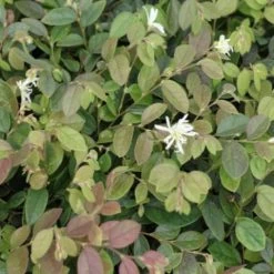 Hedge Loropetalum "White Fringe Flower" Shrubs