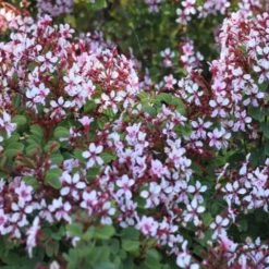 Shrubs Bauhinia Corymbosa