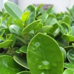 Hedge Ficus Microcarpa Green Island