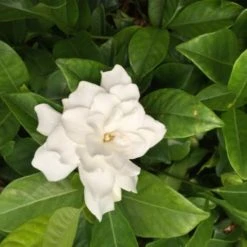 Hedge Gardenia Augusta Florida