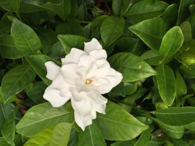 Hedge Gardenia Augusta Florida 4 Hedge Gardenia Augusta Florida