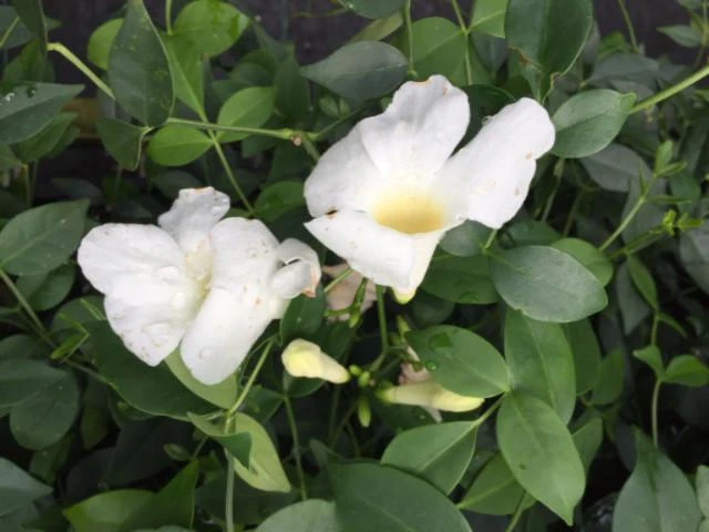 Shrubs Full Sun Pandorea Jasminoides Alba 4 Shrubs Full Sun Pandorea Jasminoides Alba