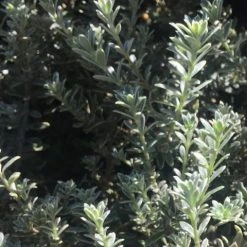 Shrubs Westringia Fruticosa Peppermint Cream