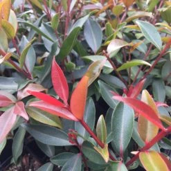 Hedge Shrubs Metrosideros Fiji Fire™ 16 Hedge Shrubs Metrosideros Fiji Fire™